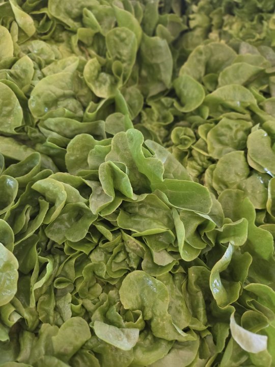 SALADES