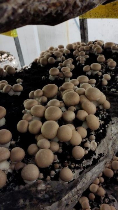 CHAMPIGNON BRUN CHAMPI URBAIN NANTES