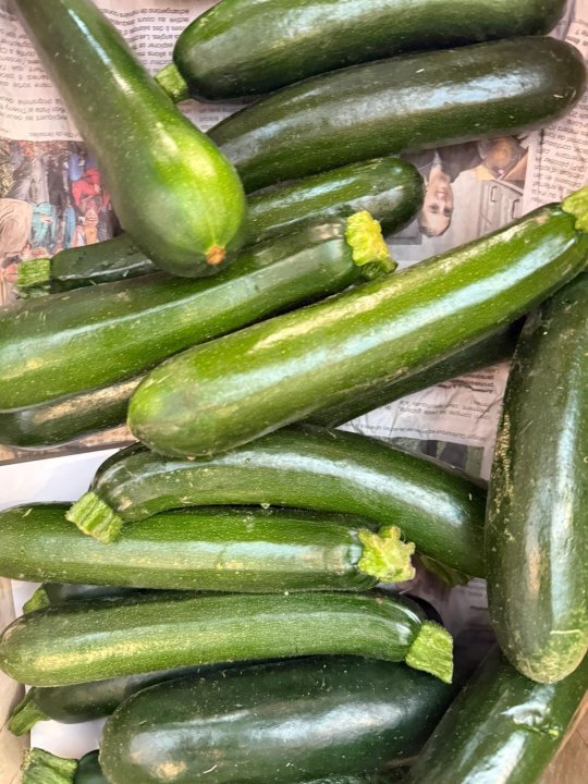 COURGETTES HAUTE GOULAINE