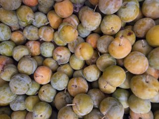 PRUNE REINE CLAUDE 