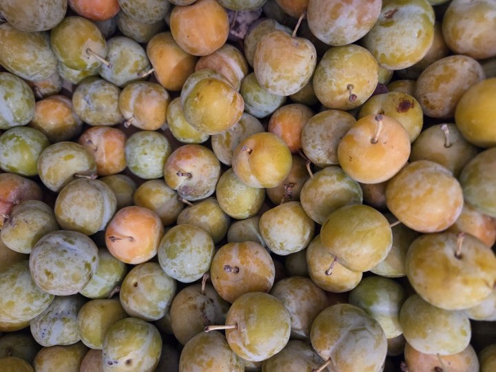 PRUNE REINE CLAUDE 