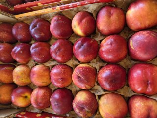 NECTARINE JAUNE ET BLANCHE FRANCE