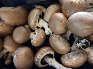 CHAMPIGNON BRUN FRANCE