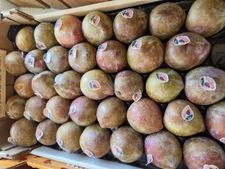 PRUNE LOVITA