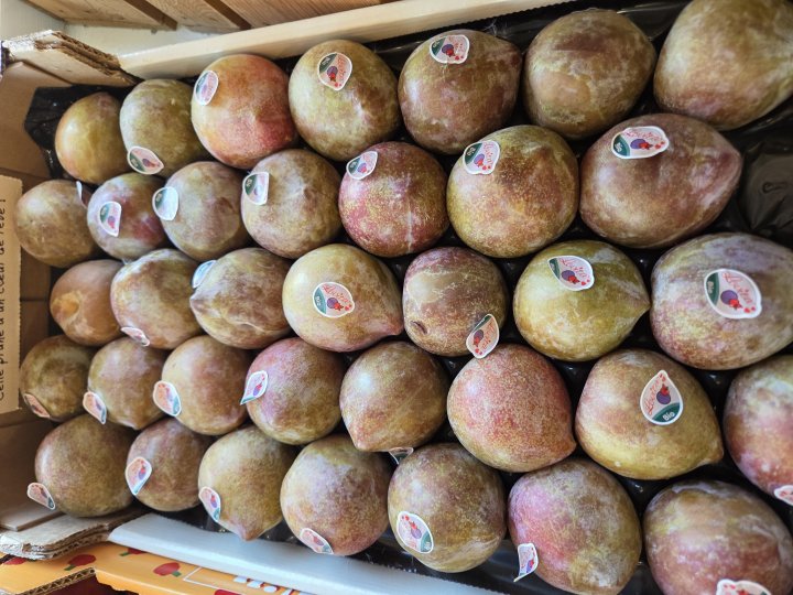 PRUNE LOVITA