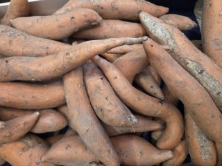 PATATE DOUCE ORANGE LANGEVINE