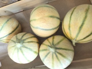 MELONS TOUTE PETITE FERME