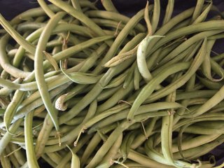 HARICOT VERT LANGEVINE (49)