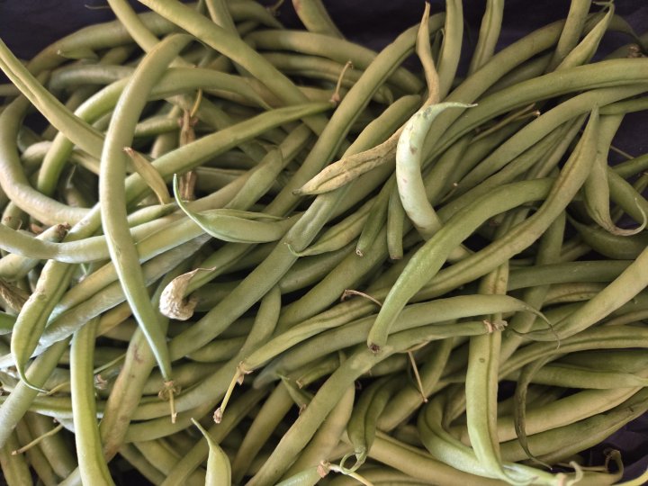 HARICOT VERT LANGEVINE (49)
