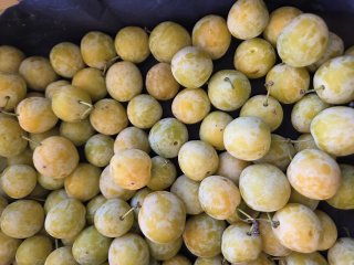 PRUNE MIRABELLE