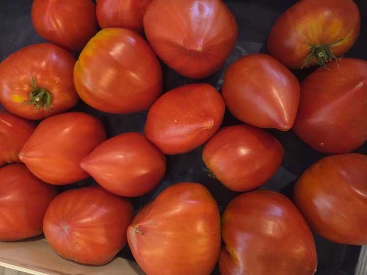 TOMATES TOUTES VARIETE HUITRIC GUERANDE (44)