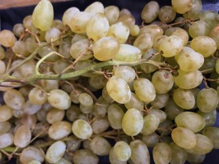 RAISIN BLANC CENTENNIAL FRANCE