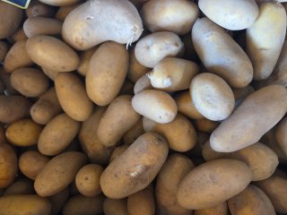 POMME DE TERRE CHARLOTTE LANGEVINE