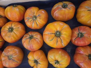 TOMATES TOUTES VARIETES LANGEVINE