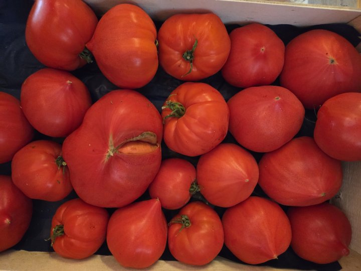 TOMATES TOUTES VARIETES LANGEVINE