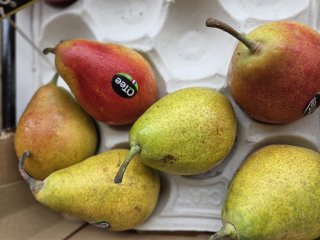 POIRE CELINA QTEE
