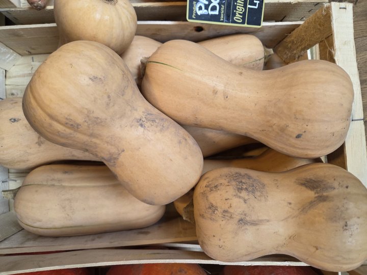 BUTTERNUT LANGEVINE