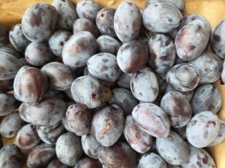 PRUNE QUETSCHE