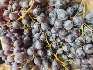 RAISIN NOIR MUSCAT FRANCE