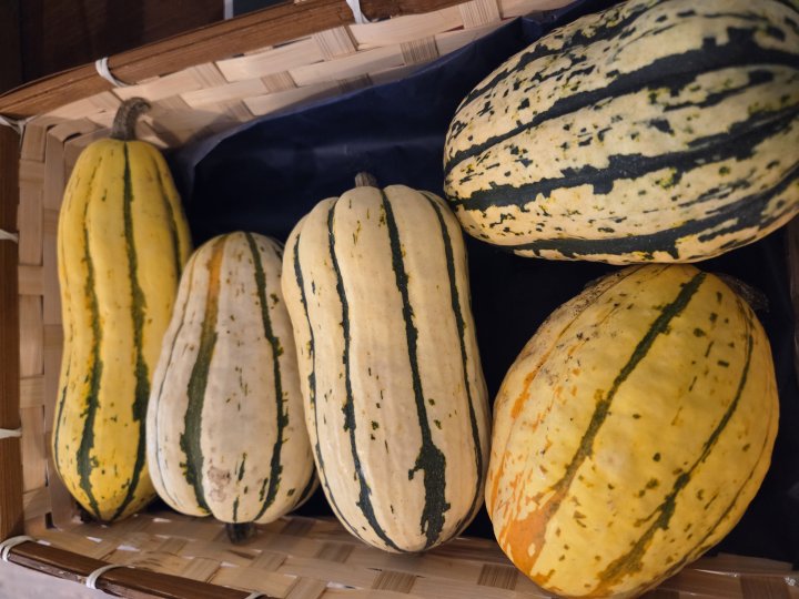 COURGE DELICATA ARCHE DE LEZE