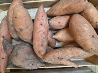 PATATE DOUCE ORANGE LANGEVINE