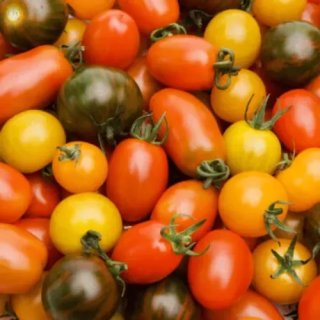 TOMATES CERISES JAUNE ET ROUGE LANGEVINE