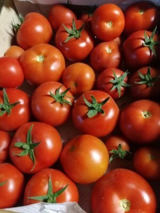 TOMATES RONDE PAOLA LANGEVINE