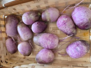 RADIS RED MEAT FRANCE