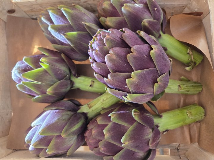 ARTICHAUT VIOLET FRANCE KILO