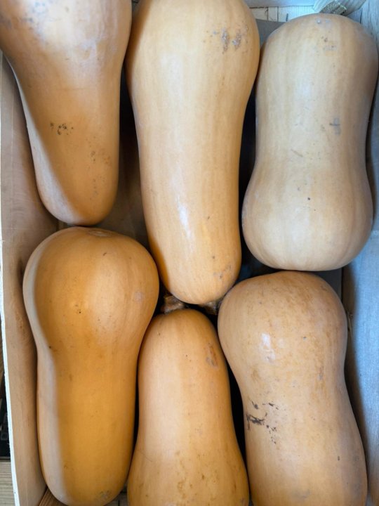 BUTTERNUT FRANCE