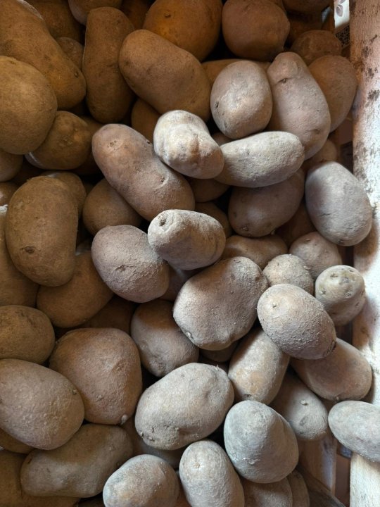 POMME DE TERRE POTAGER DES HAUTES LANDES