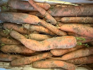 CAROTTES NON LAVEES PIERREPONT