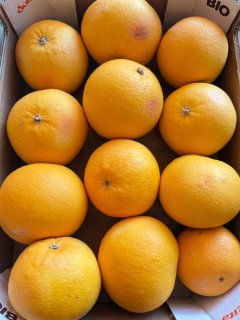 POMELOS ROSE CORSE