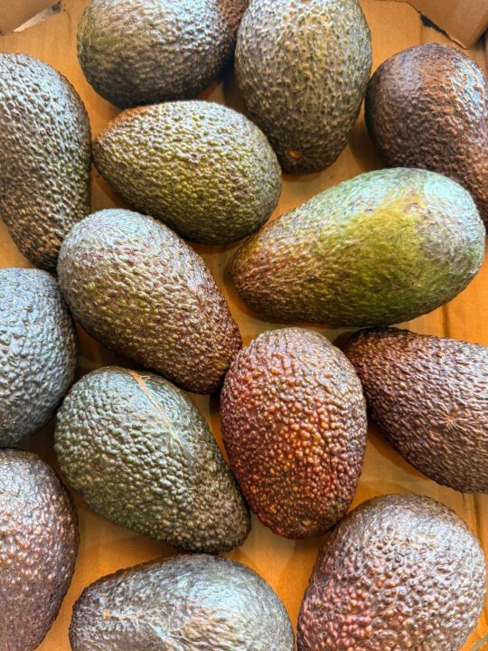 AVOCAT WESTFALIA A LA PIECE