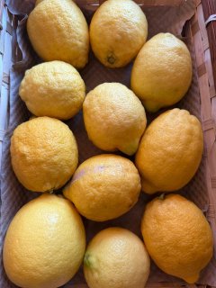 CITRON VERDELLO ITALIE SICILE