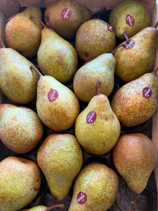 POIRE XENIA (49)