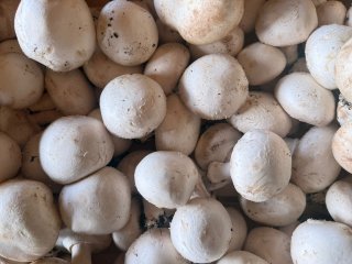 CHAMPIGNON BLANC FRANCE