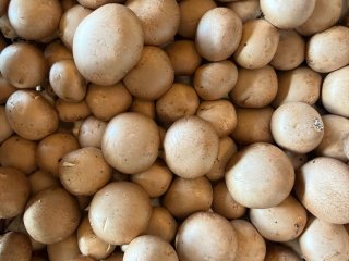 CHAMPIGNON BRUN FRANCE
