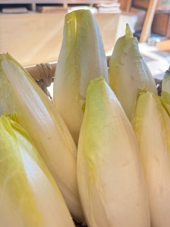 ENDIVES BRETAGNE