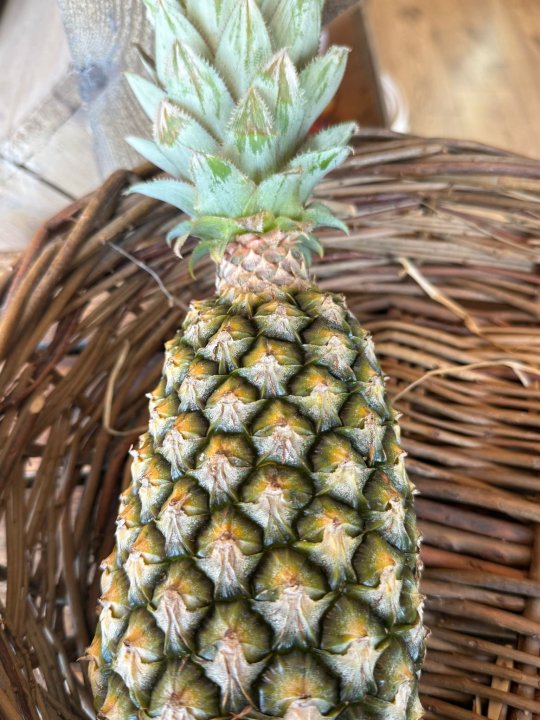 ANANAS PAIN DE SUCRE TOGO